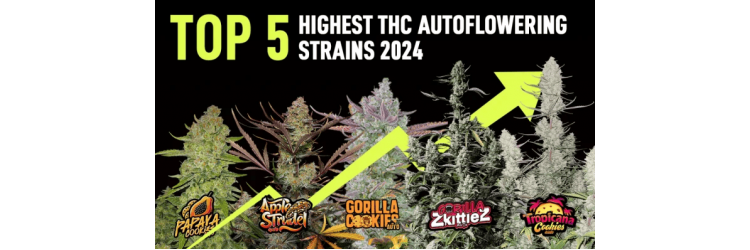 En Yüksek THC Oranına Sahip 5 Otomatik Çiçeklenen Kenevir Çeşidi