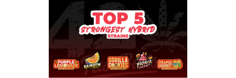 En Güçlü 5 Hibrit Kenevir Türü