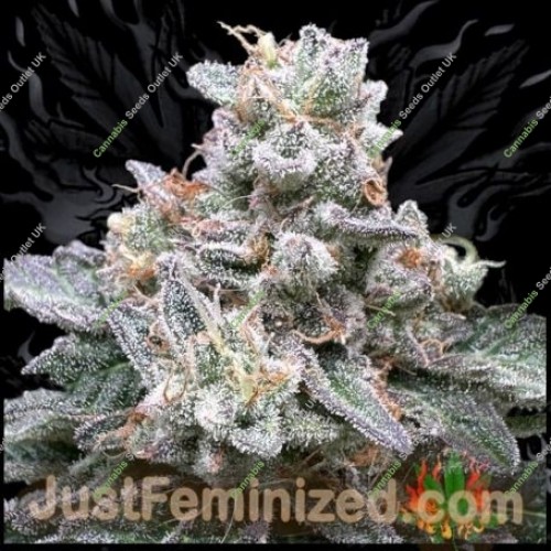 Zerealz Milk by Just Feminized Seeds…