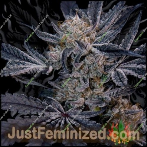 White Glookies by Just Feminized Seeds…