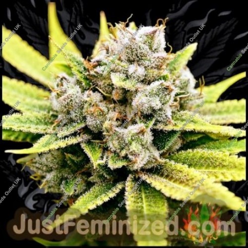 Tangie Banana OG by Just Feminized Seeds…