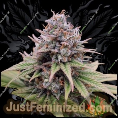 Sour Cookies Gum Fast V by Just Feminized Seeds…