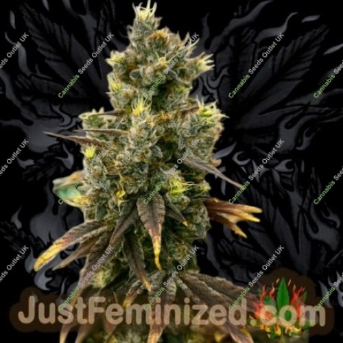 Rainbow Oreoz by Just Feminized Seeds…