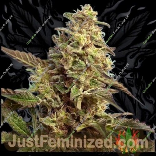 Poison Green Fast V by Just Feminized Seeds…