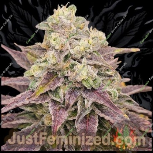 Persian Krumble by Just Feminized Seeds…