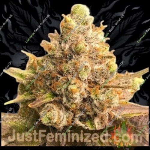 Mimosa Orange Punch Auto by Just Feminized…