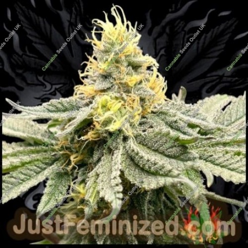 Mango Gushers by Just Feminized Seeds…