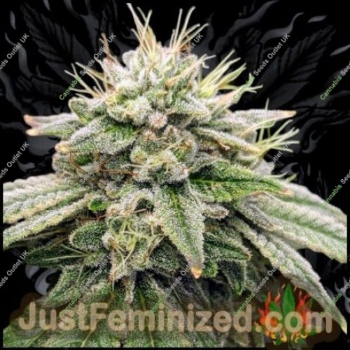 Gorilla Fritters by Just Feminized Seeds…