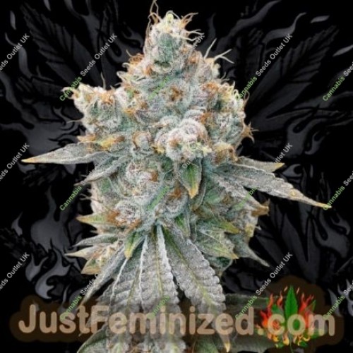 Glookie Runtz by Just Feminized Seeds…