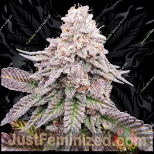 Garlic Budder by Just Feminized Seeds…