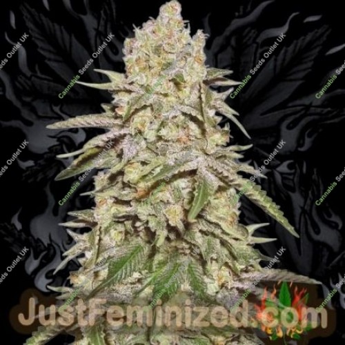 Exodus Gelato by Just Feminized Seeds…