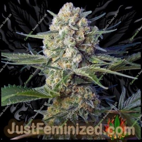 Diamond Candy Fast V by Just Feminized Seeds…