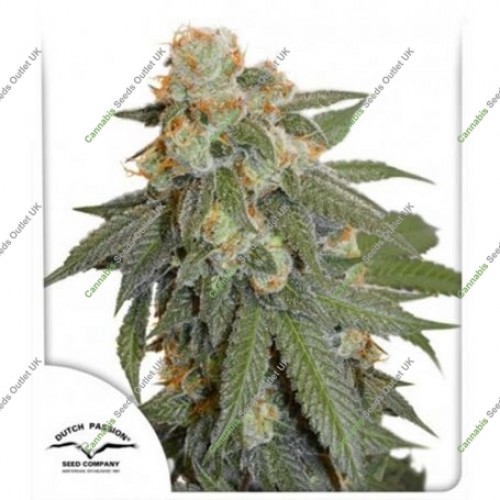 Orange Bud Auto by Dutch Passion (3*Seeds*30%*OFF)…