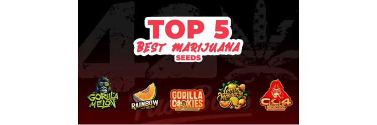 En İyi 5 Kenevir Tohumu