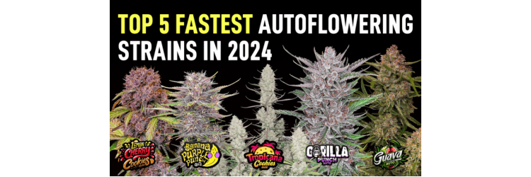 En Hızlı Büyüyen 5 Otomatik Çiçeklenen Kenevir Çeşidi